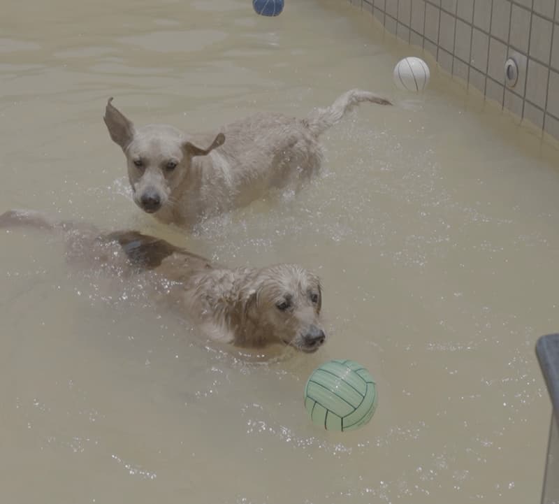 Pets at K Resort