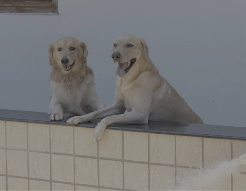 best pet friendly resort in pondicherry